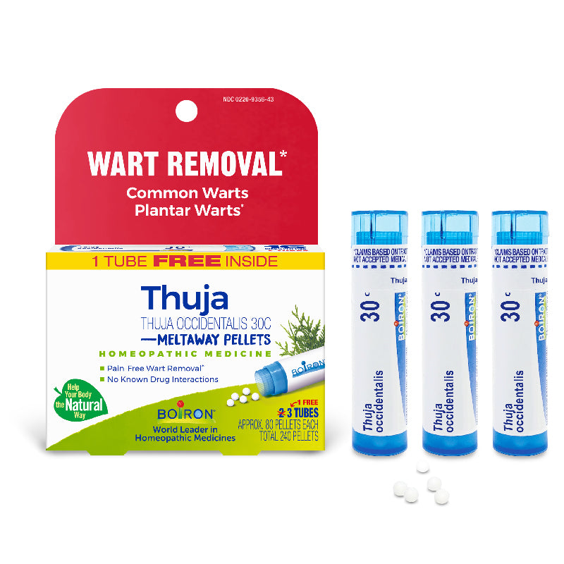 Thuja occidentails 3 PACK