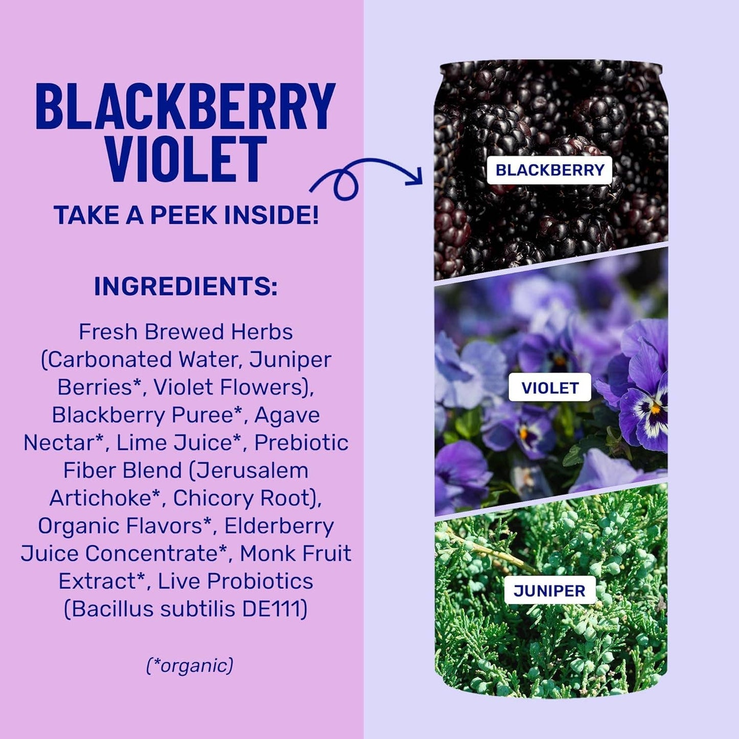 Blackberry Violet Sparkling Prebiotic + Probiotic Drink